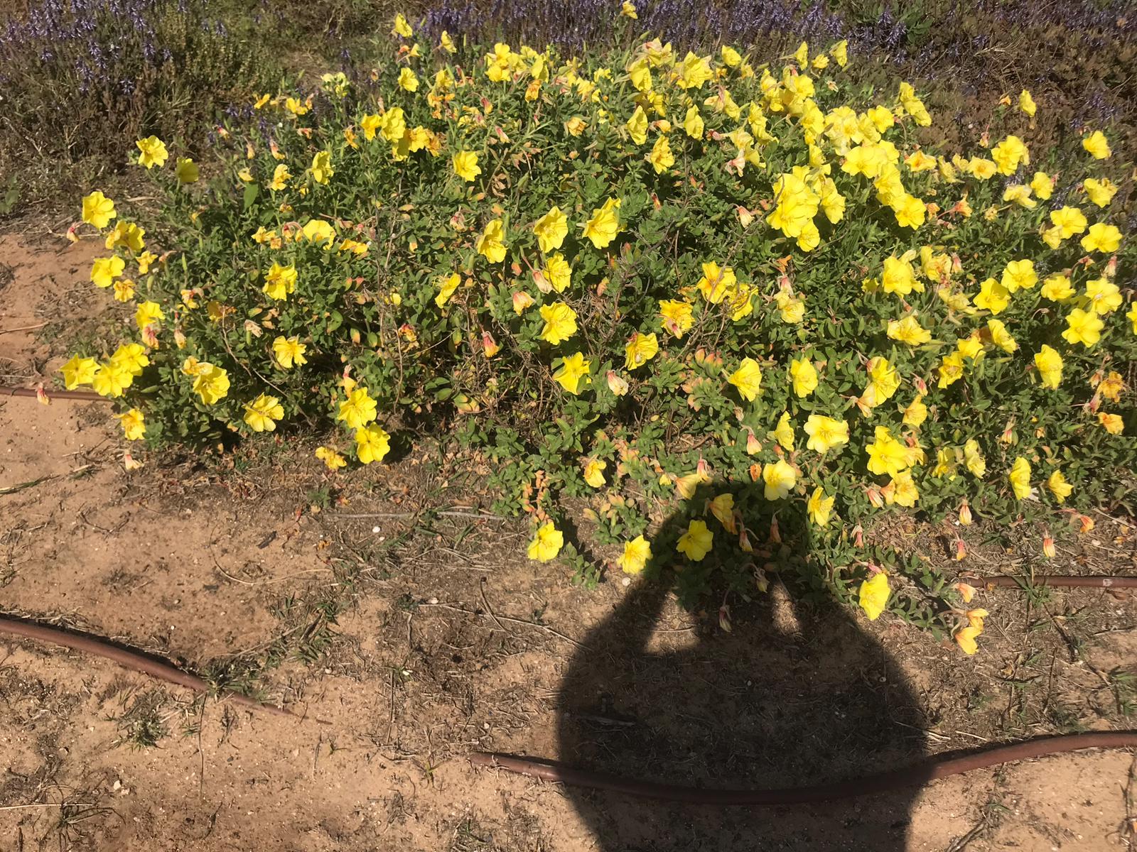 מוני ליטמנוביץ