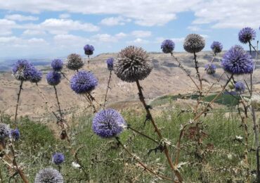 WhatsApp Image 2020-06-01 at 21.12.40 (2)