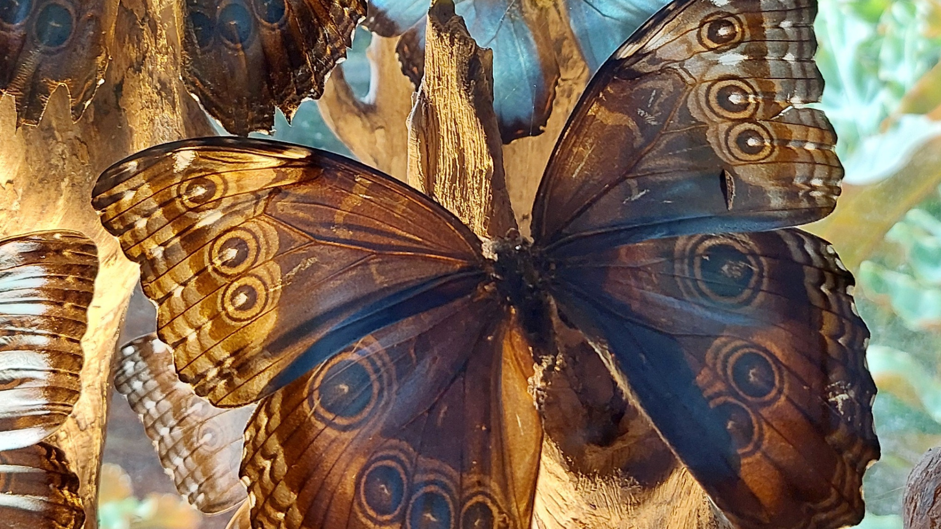 עיצוב ללא שם (5)